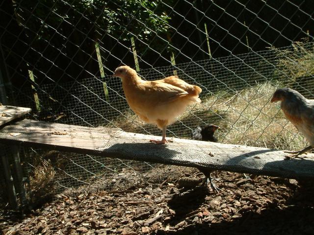 13352_dscf0420.jpg