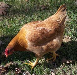 13371_barred_rir_female.jpg