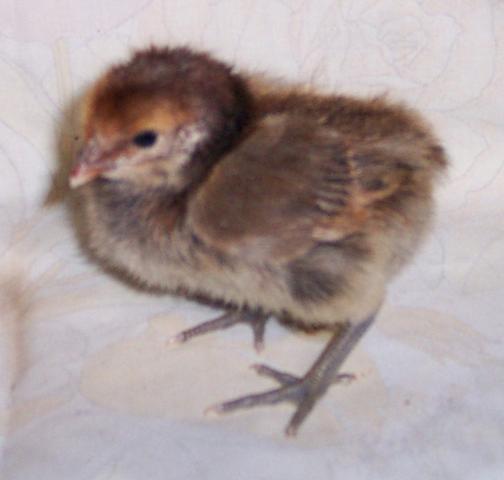 13371_mystery_chick.jpg