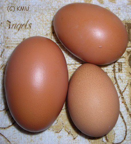 13388_dscn1408a.jpg