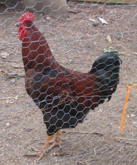 13396_rooster.jpg