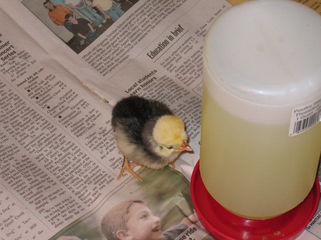 13397_img_1071.jpg