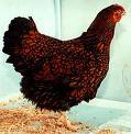 13398_images-6.jpeg