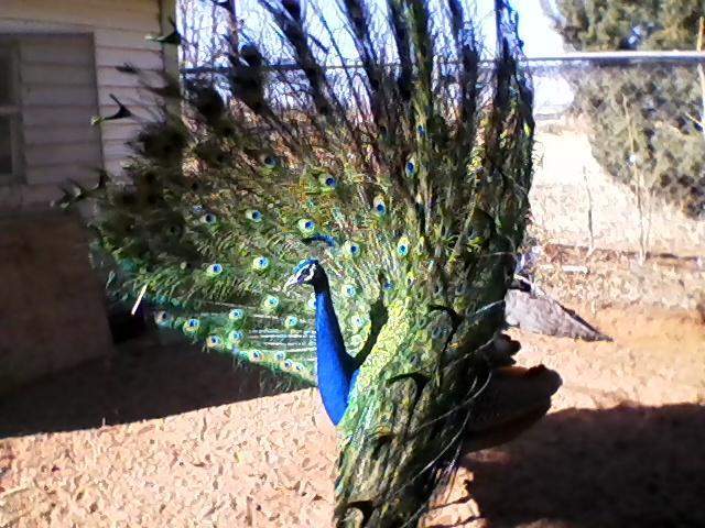 13411_012409_143100.jpg
