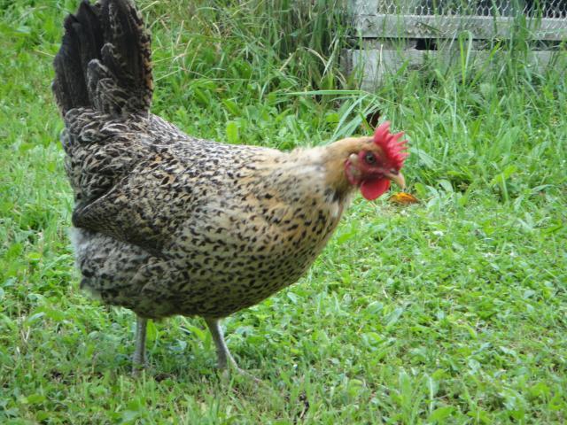 13456_dsc00809.jpg