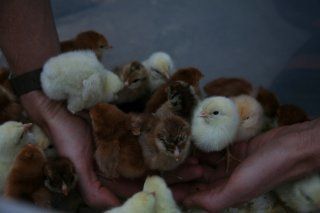 13464_babychicks1.jpg