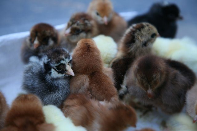 13464_babychicks2.jpg