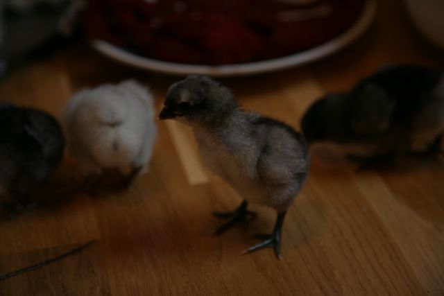 13464_bbsbluechick.jpg