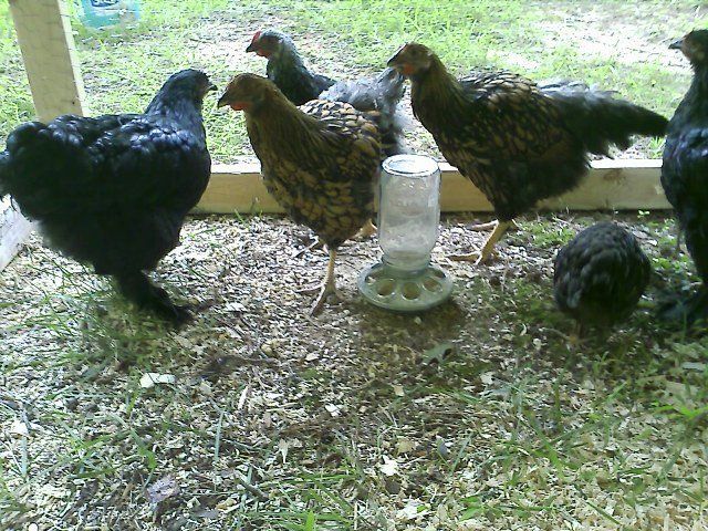 13486_the-ladies.jpg