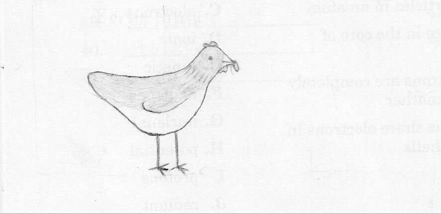 13494_chicken_drawing.jpg