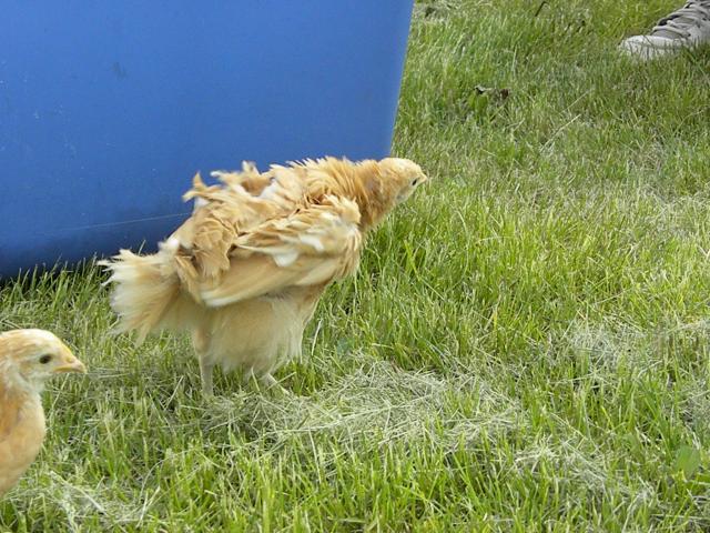 13494_chicken_pictures_018.jpg