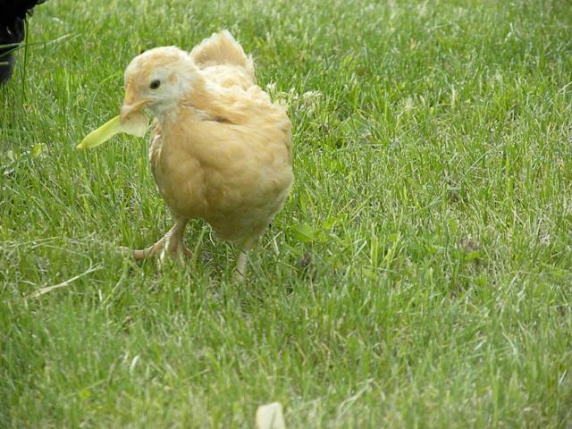 13494_chicken_pictures_025.jpg