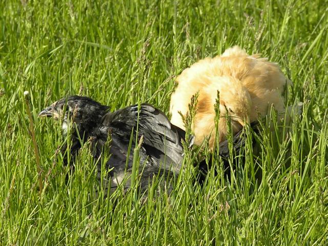 13494_chicken_pictures_027.jpg