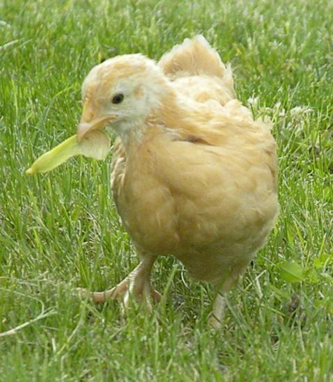 13494_chicken_pictures_038.jpg