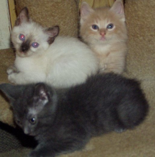 134_p1010010rkitties.jpg