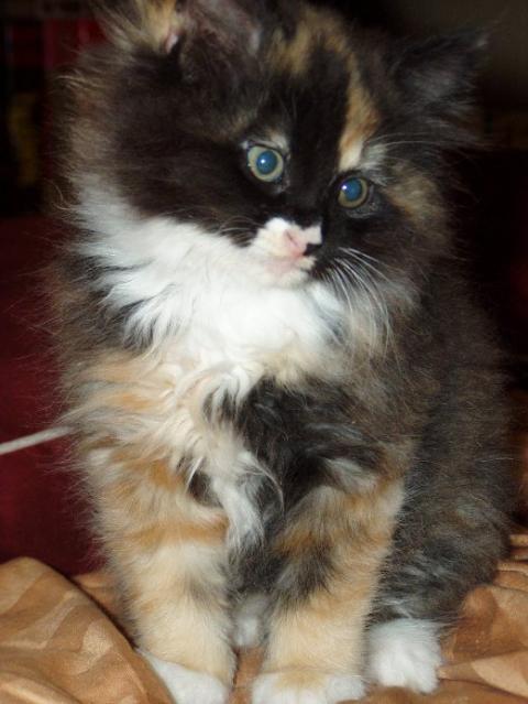 134_p1010041kitty.jpg