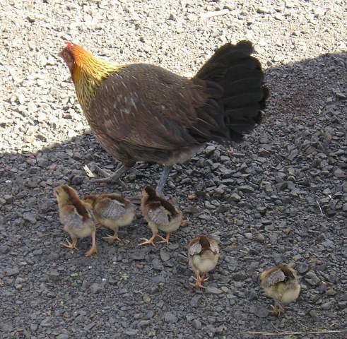 13500_chicken_crop.jpg