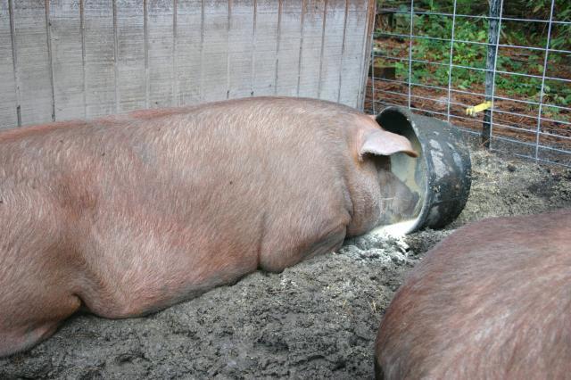 13523_lazy_penny.jpg