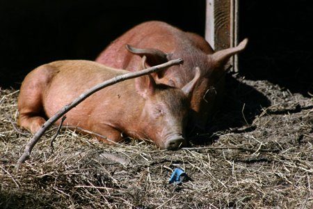 13523_sleeping_babies.jpg