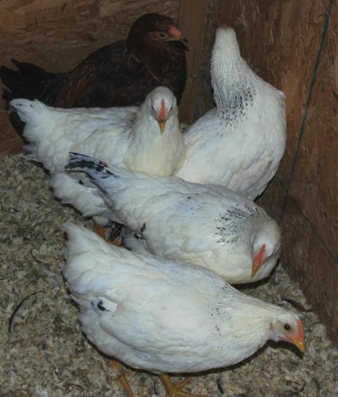 13544_del-pullets.jpg