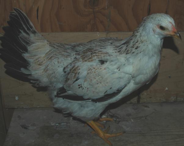 13544_ee-pullet2.jpg