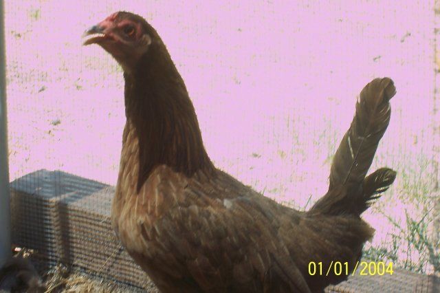 13561_chicken_2.jpg