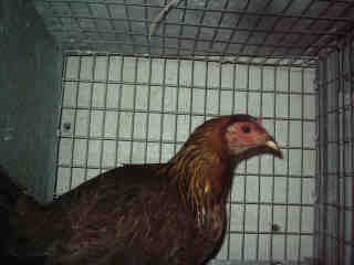13561_mommie_chicken.jpg