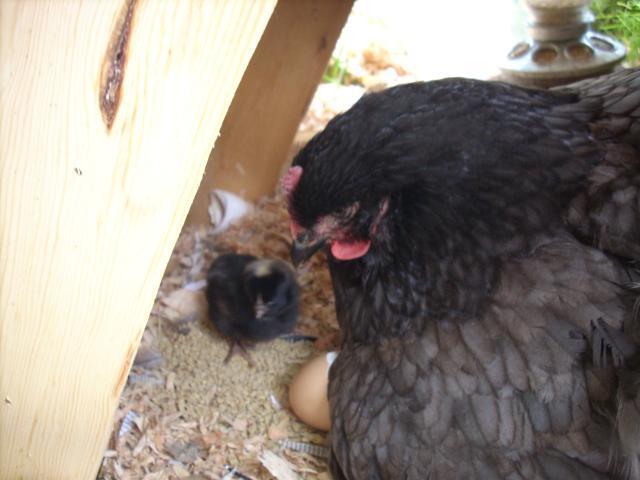 13565_chickhatch_022.jpg