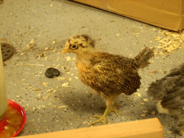 13565_chicks2010_001.jpg