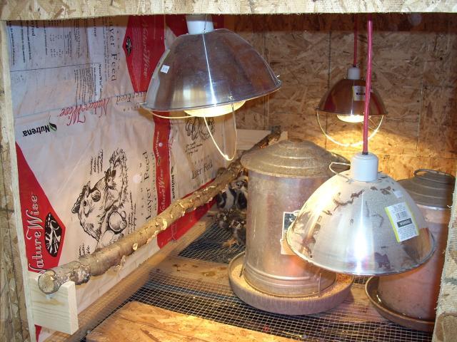 13565_coop_brooder_chicks_019.jpg