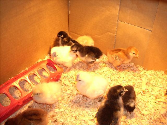 13565_new_chicks_010.jpg