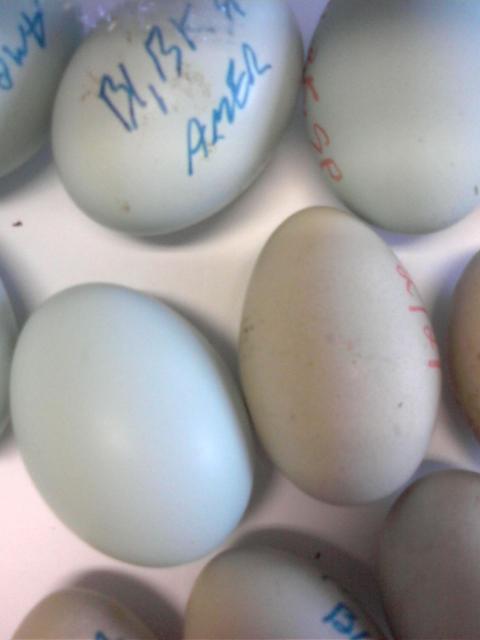 13567_eggs.jpg