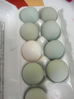13567_eggwb.jpg