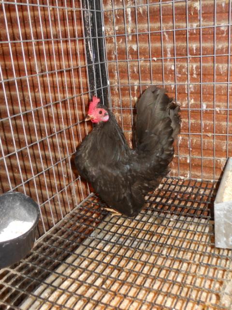 13569_black_hen.jpg
