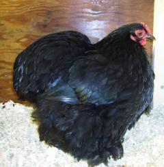 13569_black_pullet1_op_540x553.jpg