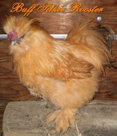 13569_buff_silkie_rooster1.jpg