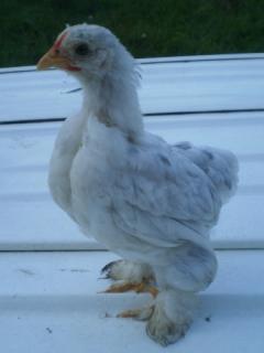 13569_splashed_chick.jpg