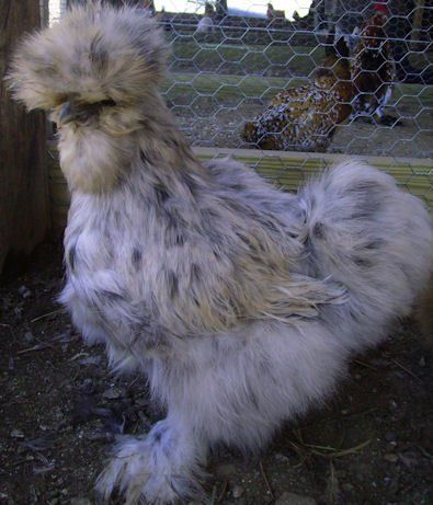 13569_splashed_silkie_use.jpg