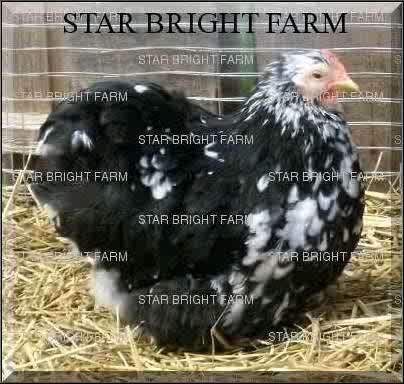 13587_bm_pullet.jpg