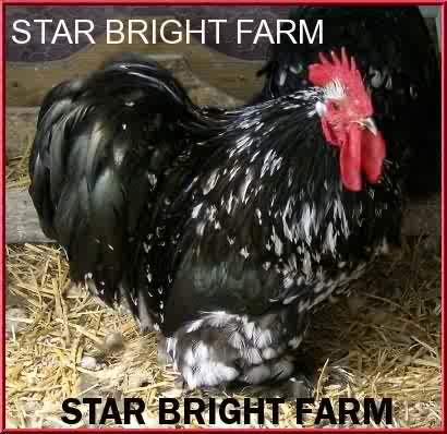 13587_bm_roo.jpg