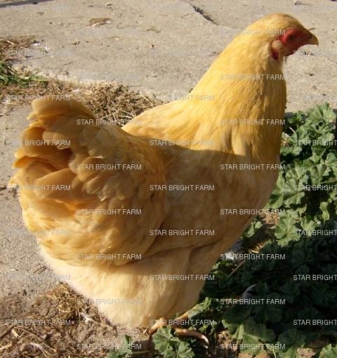 13587_buff_hen_1.jpg