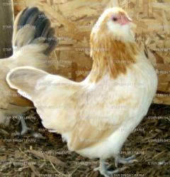 13587_bwa_pullet.jpg