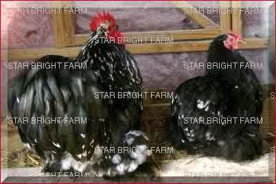 13587_fluff_bums.jpg