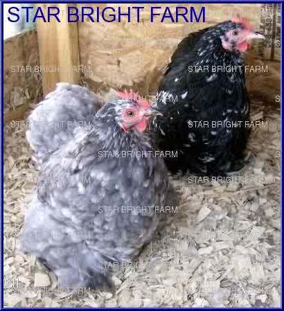 13587_mottled_hens.jpg