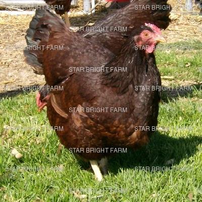 13587_rir_hen_2.jpg