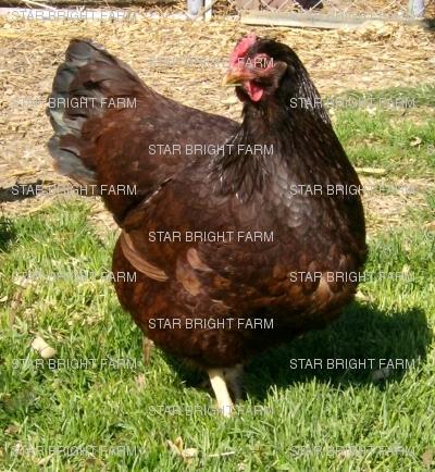 13587_rir_hen_3.jpg