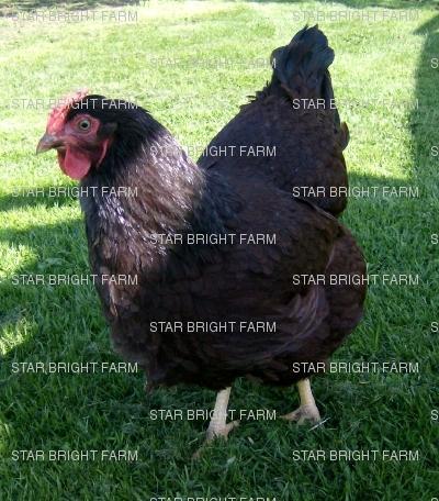 13587_rir_hen_4.jpg