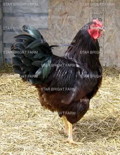 13587_rir_roo_2.jpg