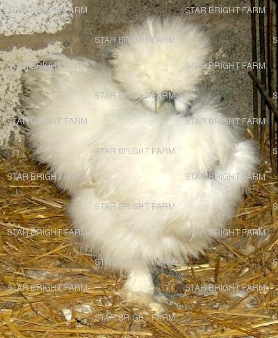 13587_showgirl_pullet.jpg