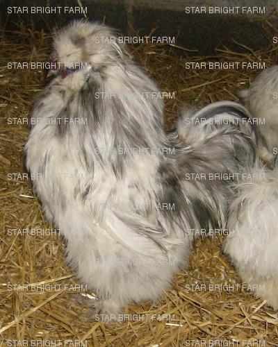 13587_splash_silkie_roo.jpg